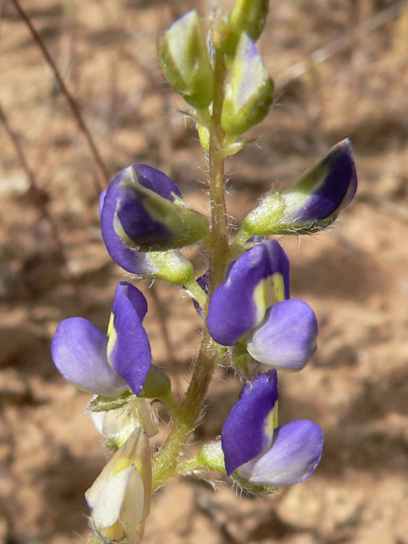 Lupinus flavoculatus (Yelloweyes)