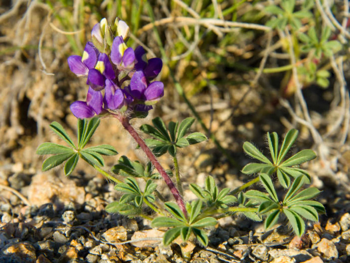 Lupinus flavoculatus (Yelloweyes)