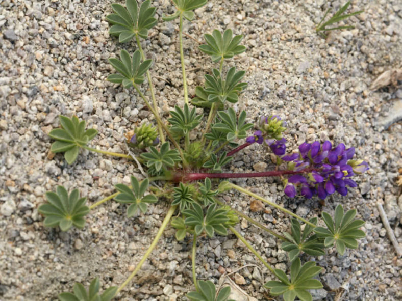 Lupinus flavoculatus (Yelloweyes)