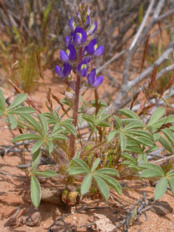 Lupinus flavoculatus (Yelloweyes)