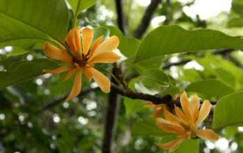 Magnolia champaca (Champak) Magnolia champaca (Champak)