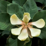 Magnolia delavayi (Delavay's Magnolia) - World of Flowering Plants