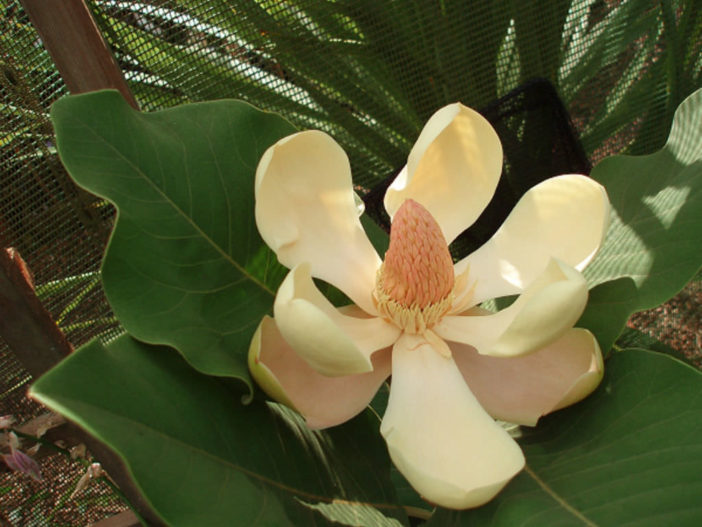 Magnolia delavayi (Delavay's Magnolia) - World of Flowering Plants