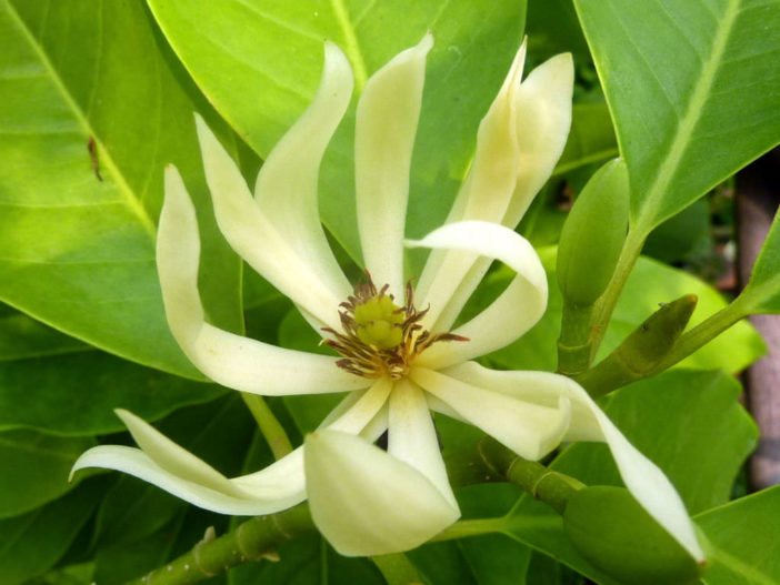 Magnolia x alba (White Champaca)