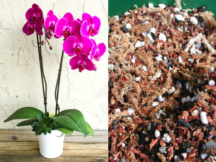 Potting Soil for Moth Orchids (Phalaenopsis)