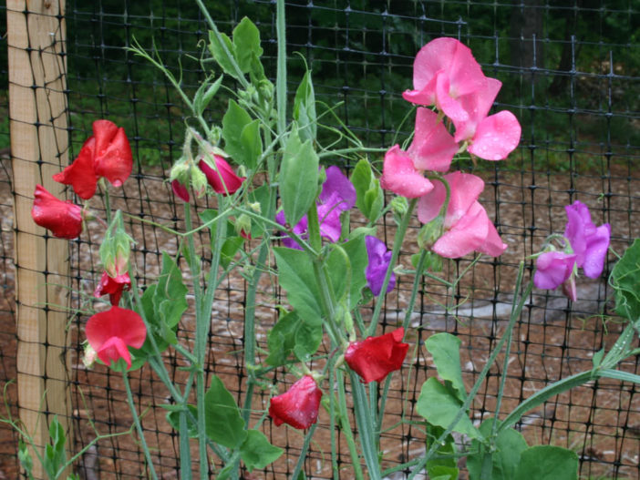 Care Sweet Peas