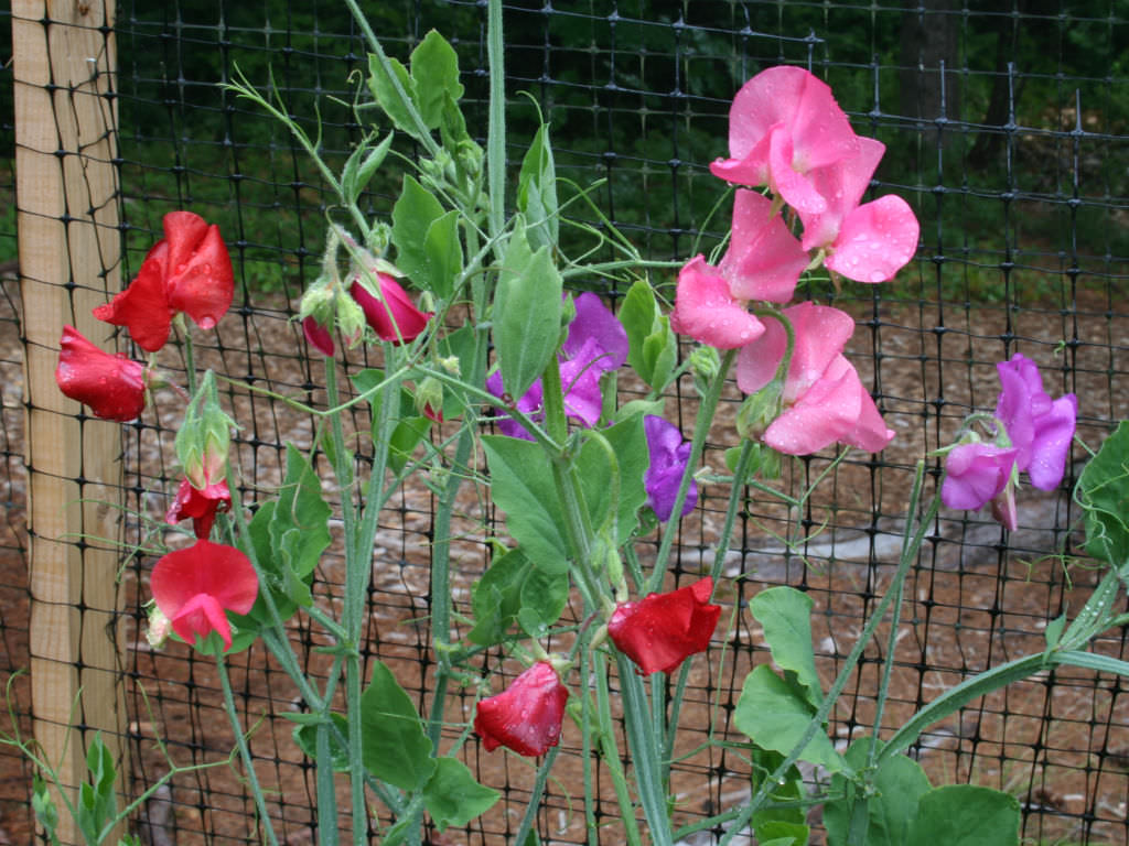 How to Grow and Care for Sweet Peas - World of Flowering Plants