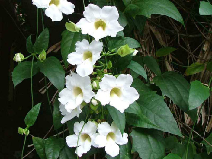 Thunbergia grandiflora 'Alba' (White Sky Vine)