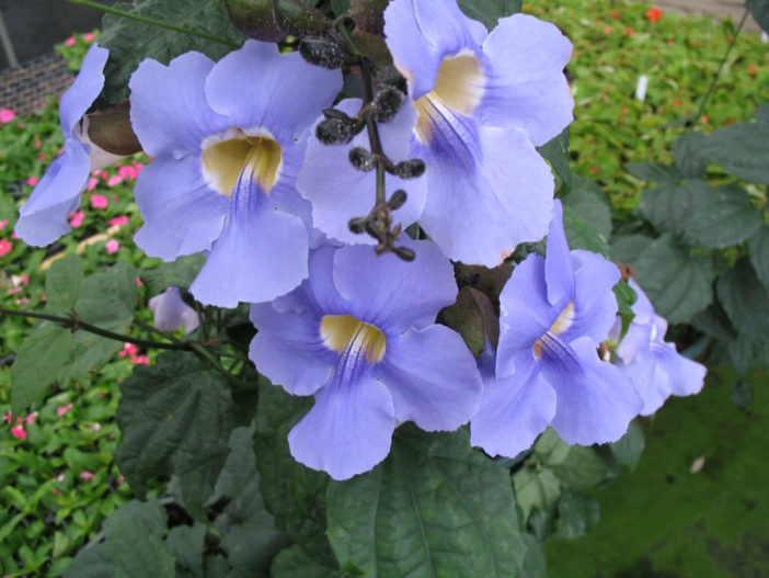 Thunbergia grandiflora (Blue Sky Flower)