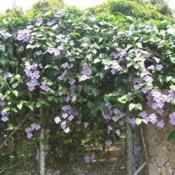 Thunbergia grandiflora (Blue Sky Flower) - World of Flowering Plants