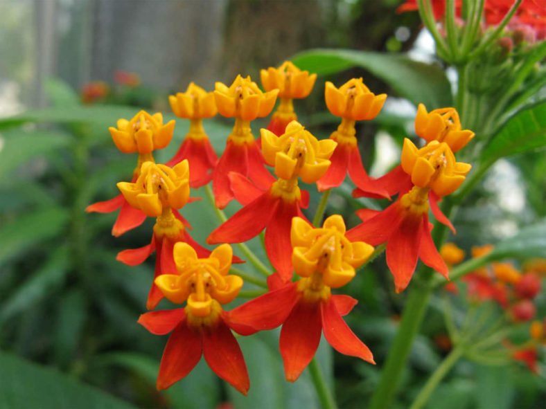 Asclepias curassavica (Tropical Milkweed)