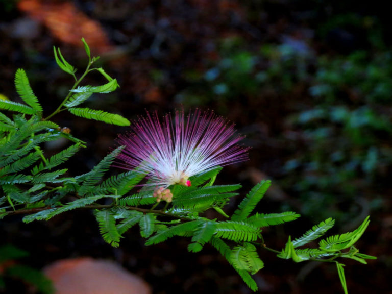Calliandra brevipes (Pink Powderpuff) - World of Flowering Plants