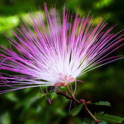 Calliandra brevipes (Pink Powderpuff) - World of Flowering Plants