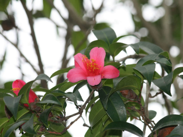 Camellia hongkongensis (Hong Kong Camellia) - World of Flowering Plants