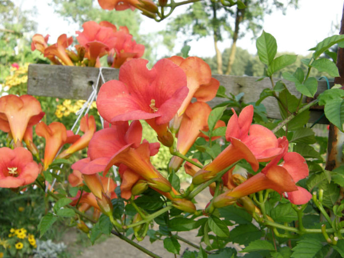 Campsis x tagliabuana (Trumpet Creeper)