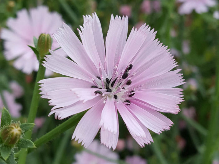 Cichorium intybus 'Roseum' (Pink Chicory)