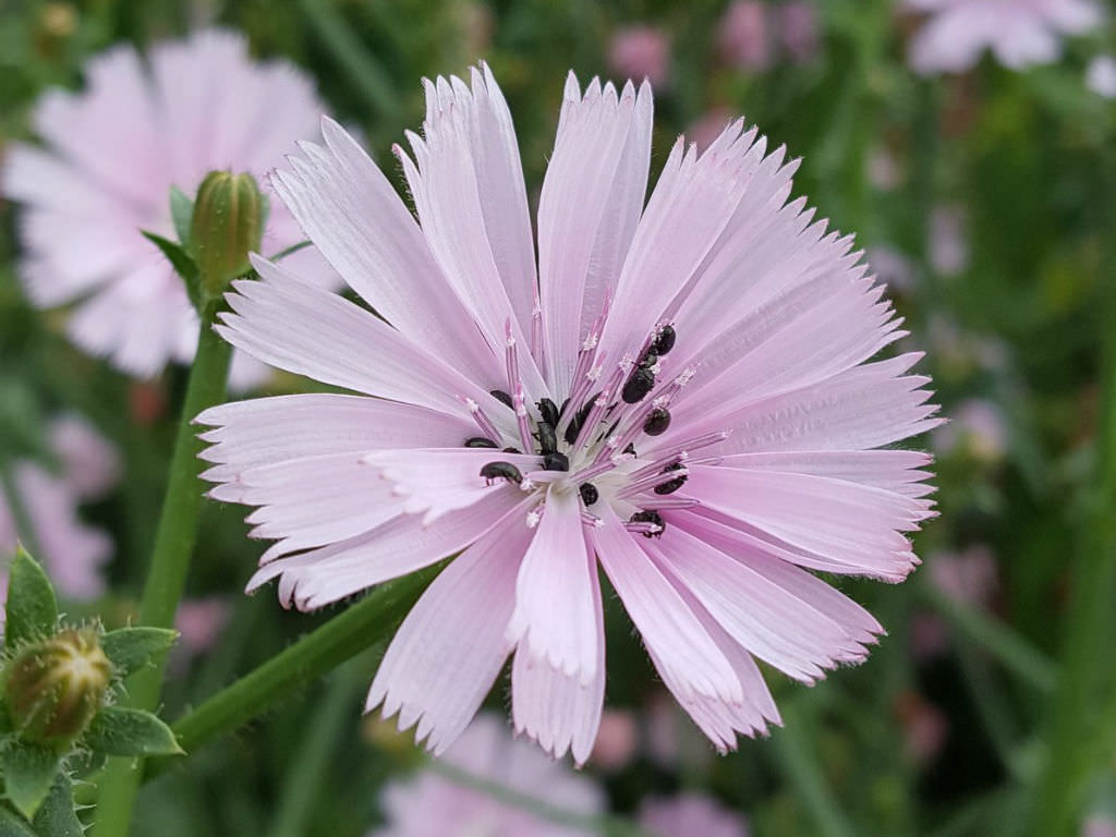 What Color Is Chicory