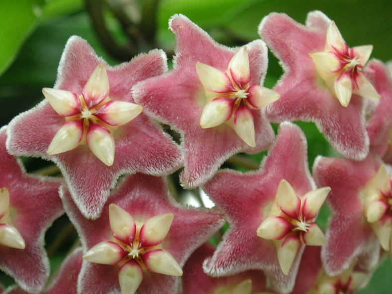 Hoya pubicalyx (Wax Plant)