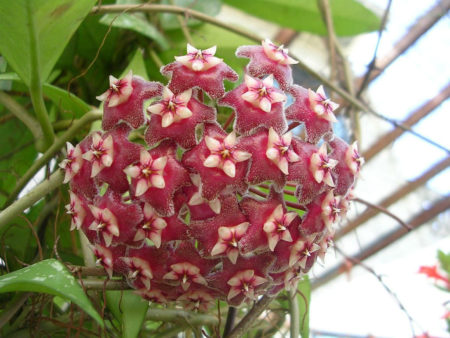 Hoya pubicalyx (Wax Plant) - World of Flowering Plants