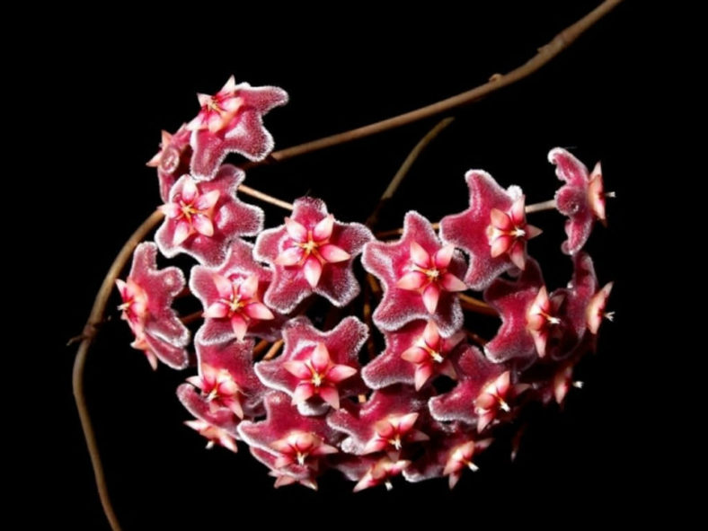 Hoya pubicalyx (Wax Plant)