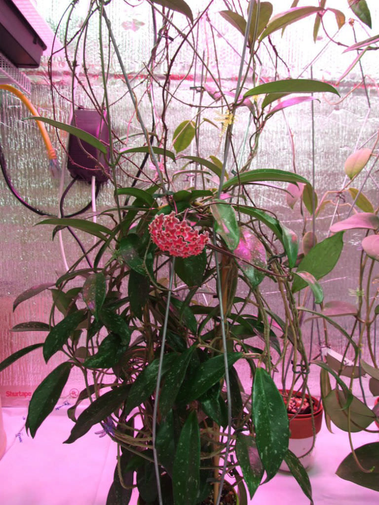 hoya pubicalyx plant wax vermonthoyas via doug
