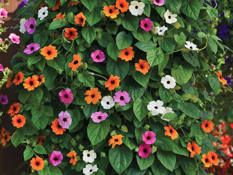 How to Grow and Care for Thunbergia - World of Flowering Plants