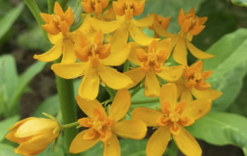 Asclepias curassavica ‘Silky Gold’ (Golden Butterflyweed) Asclepias curassavica 'Silky Gold' (Golden Butterflyweed)