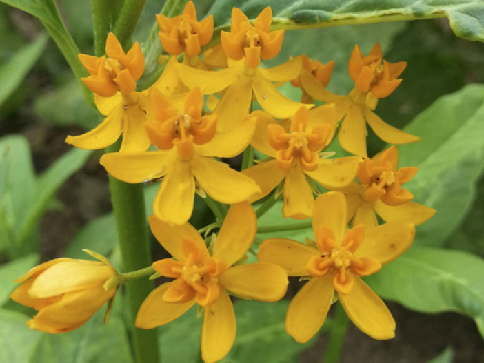 Asclepias curassavica 'Silky Gold' (Golden Butterflyweed)