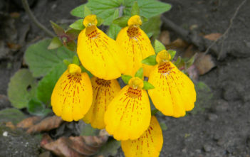 Calceolaria crenatiflora (Pocket Book Flower) Calceolaria crenatiflora (Pocket Book Flower)