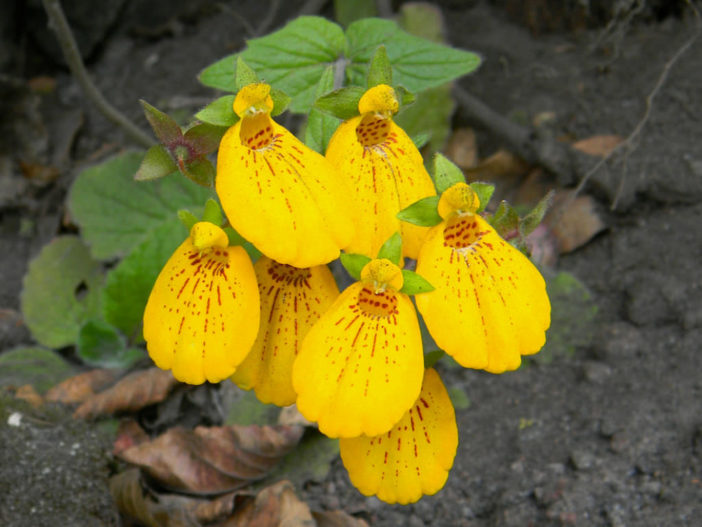 Calceolaria crenatiflora (Pocket Book Flower)