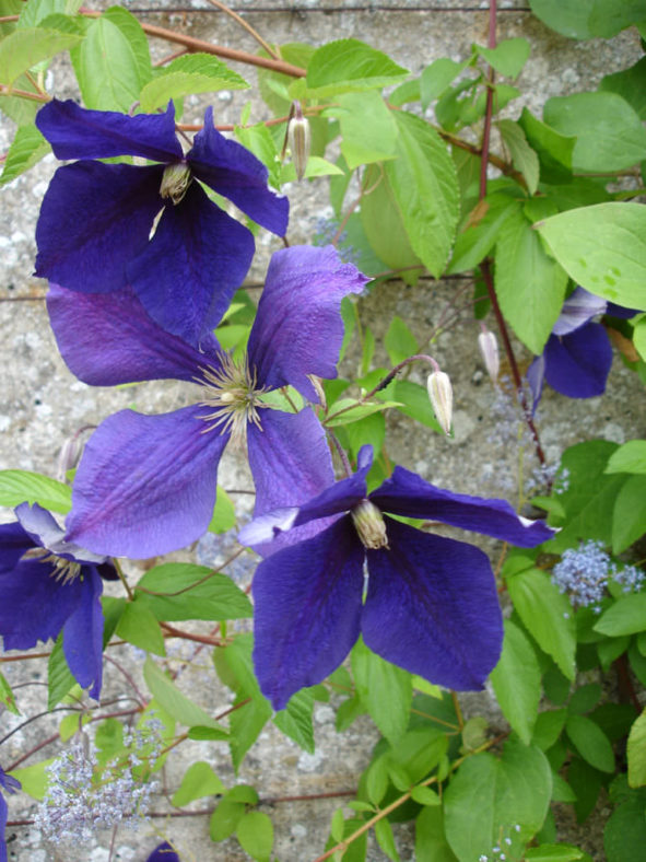 Clematis 'Jackmanii' (Jackman's Clematis)