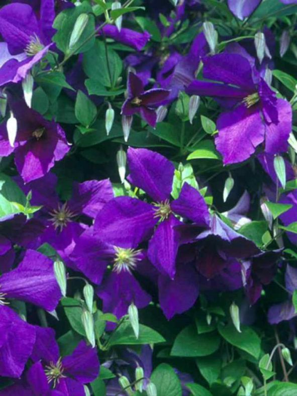 Clematis 'Jackmanii' (Jackman's Clematis)