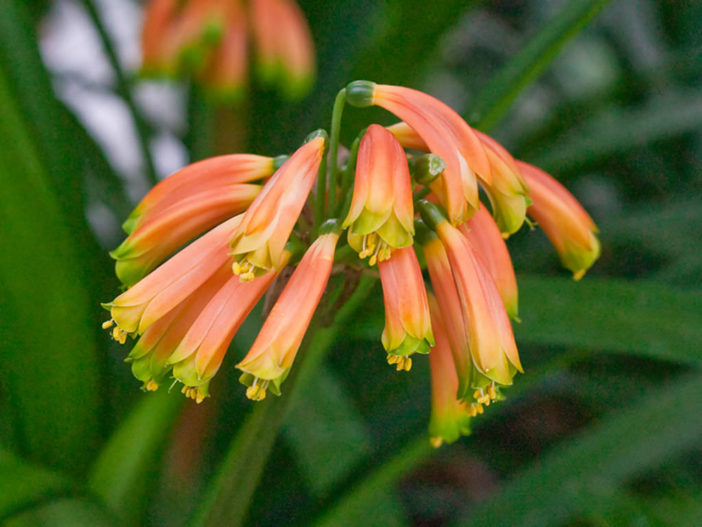 Clivia robusta (Swamp Clivia)