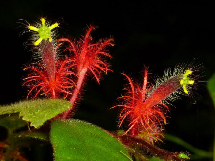 Columnea minor