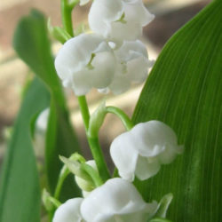 Convallaria montana (American Lily of the Valley) - World of Flowering ...