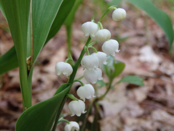 Convallaria montana (American Lily of the Valley)