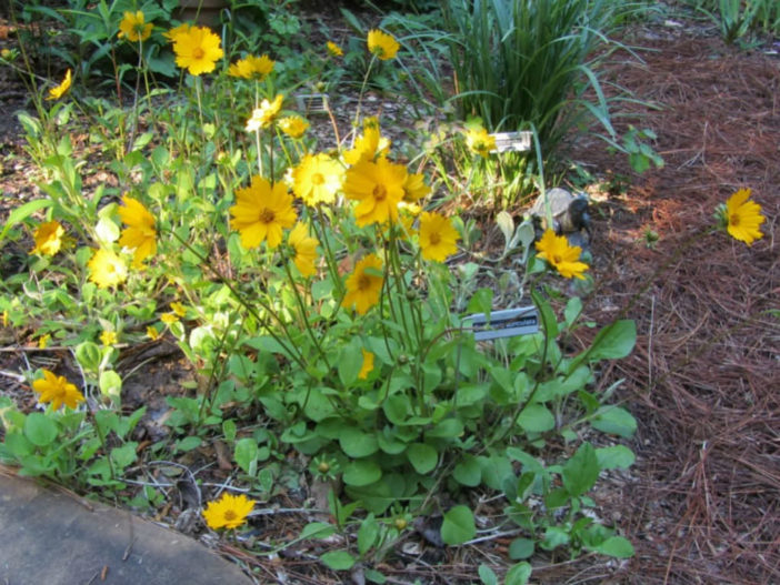 Coreopsis auriculata (Lobed Tickseed)