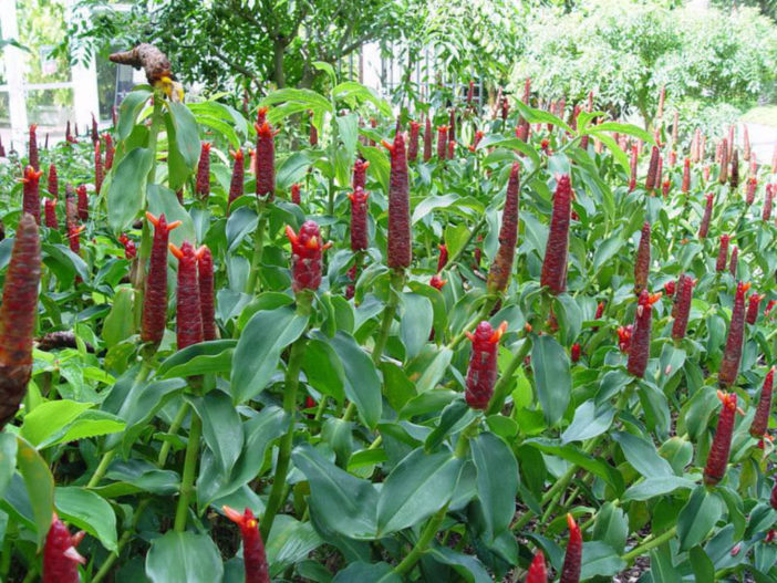 Costus spicatus (Spiked Spiralflag Ginger)