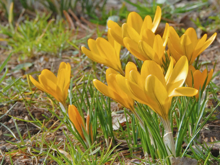 Crocus flavus (Yellow Crocus)