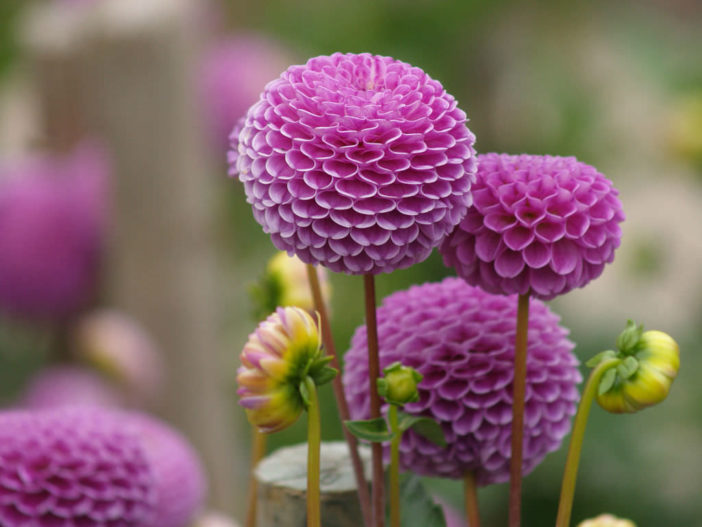 Dahlia 'Franz Kafka' (Pompon Dahlia)