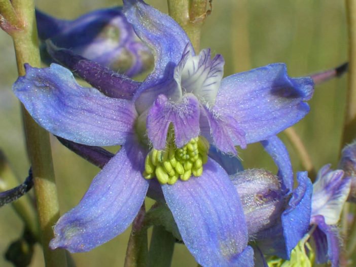 Delphinium andersonii (Anderson's Larkspur)