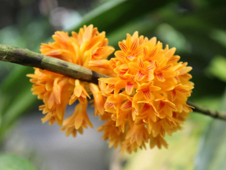 Dendrobium bullenianum (Bullen's Dendrobium)