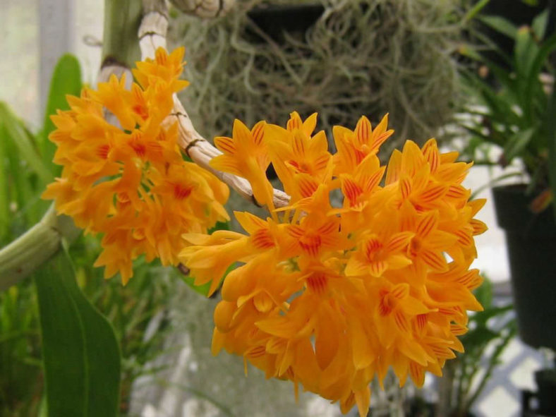 Dendrobium bullenianum (Bullen's Dendrobium)