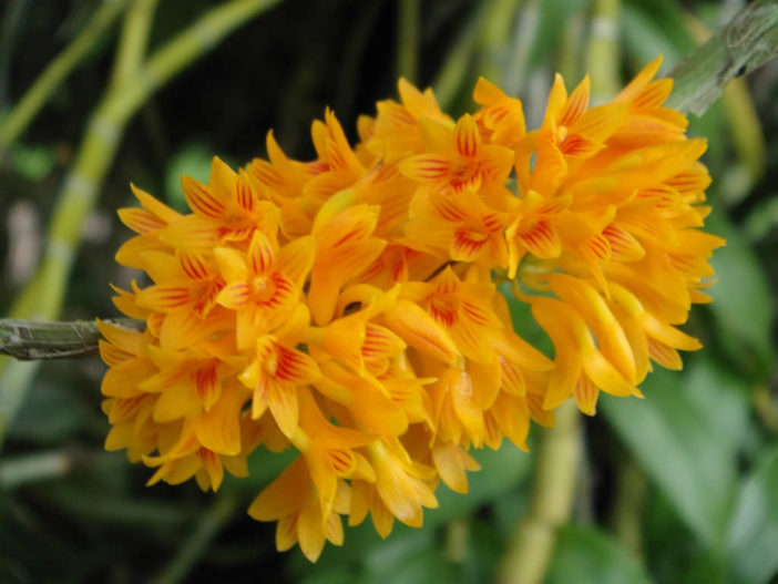 Dendrobium bullenianum (Bullen's Dendrobium)