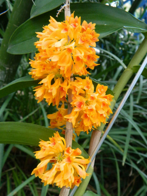 Dendrobium bullenianum (Bullen's Dendrobium)