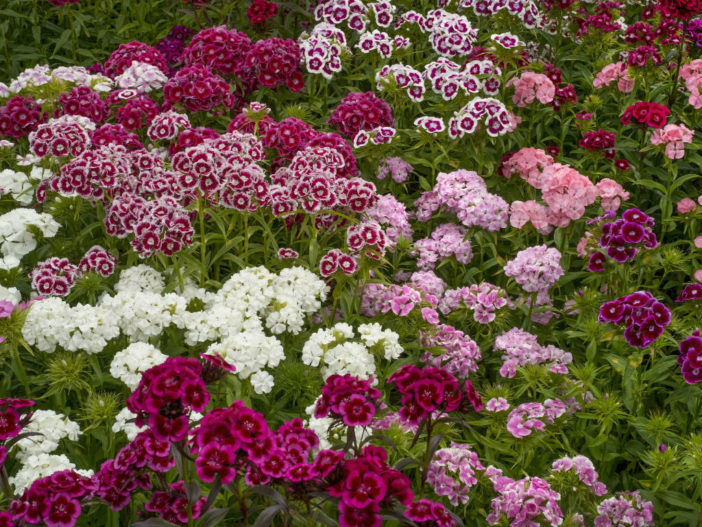 Remove Dead Blooms from Dianthus