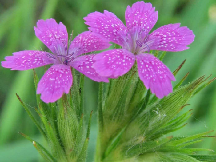 Dianthus armeria (Deptford Pink)