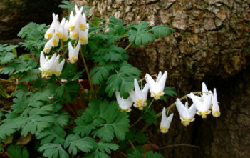 Dicentra cucullaria (Dutchman’s Breeches) Dicentra cucullaria (Dutchman's Breeches)