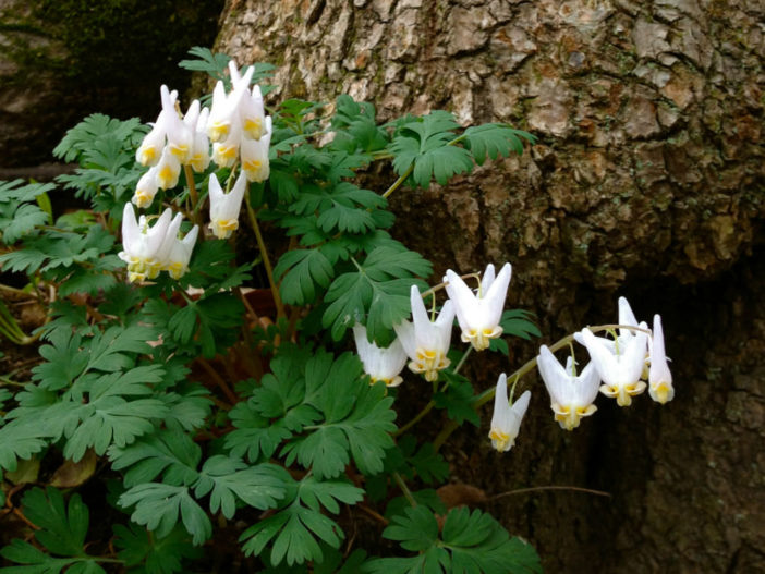 Dicentra cucullaria (Dutchman's Breeches)