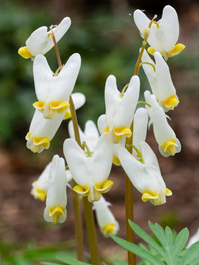 Dicentra cucullaria (Dutchman's Breeches) | World of Flowering Plants